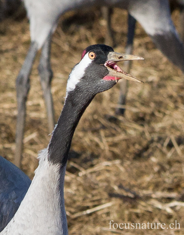 Grue 5452.jpg - Grue cendrée, Grus Grus, Common Crane - Parade au Hornborgasjon (Suède) Avril 2013